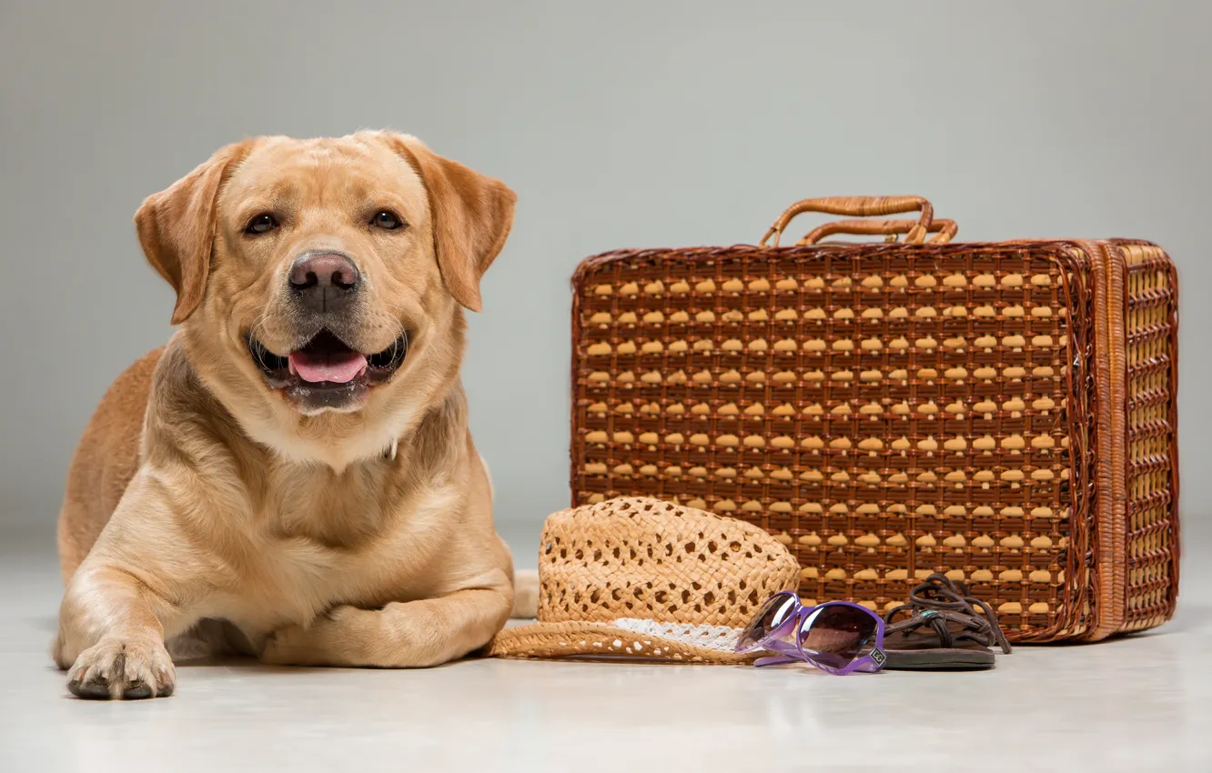 Photo wallpaper look, dog, hat, suitcase, Labrador, beautiful, labrador