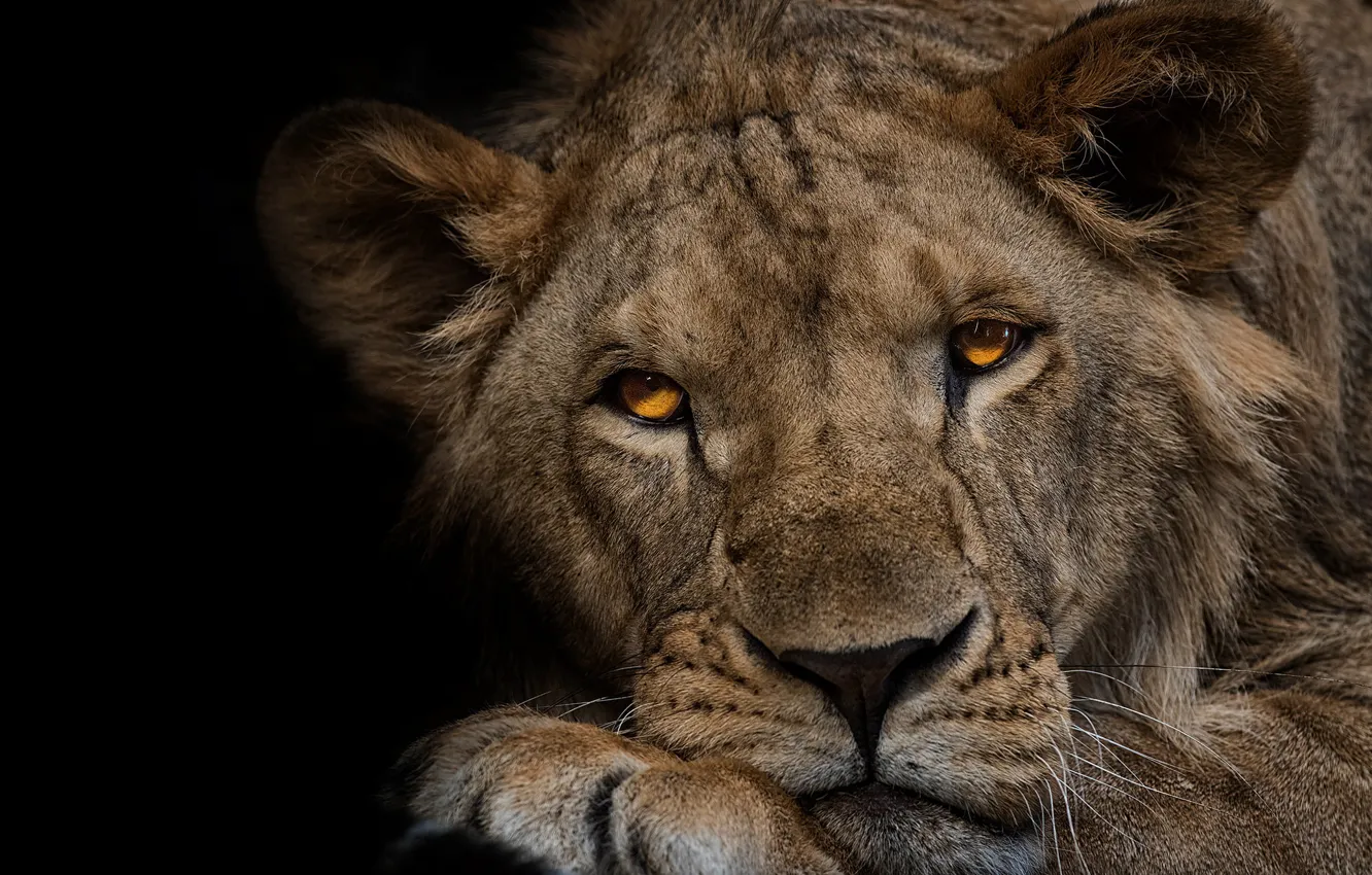 Photo wallpaper look, face, close-up, portrait, Leo, paws, lies, black background