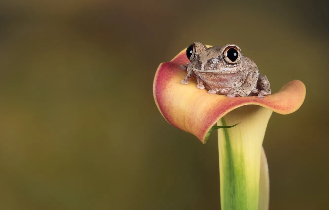 Photo wallpaper look, macro, flowers, grey, background, frog, sitting, Calla lilies