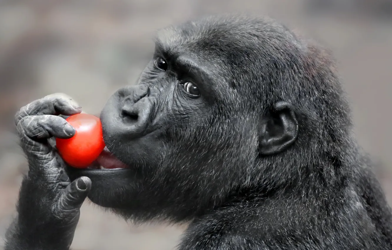 Photo wallpaper background, monkey, tomatoes