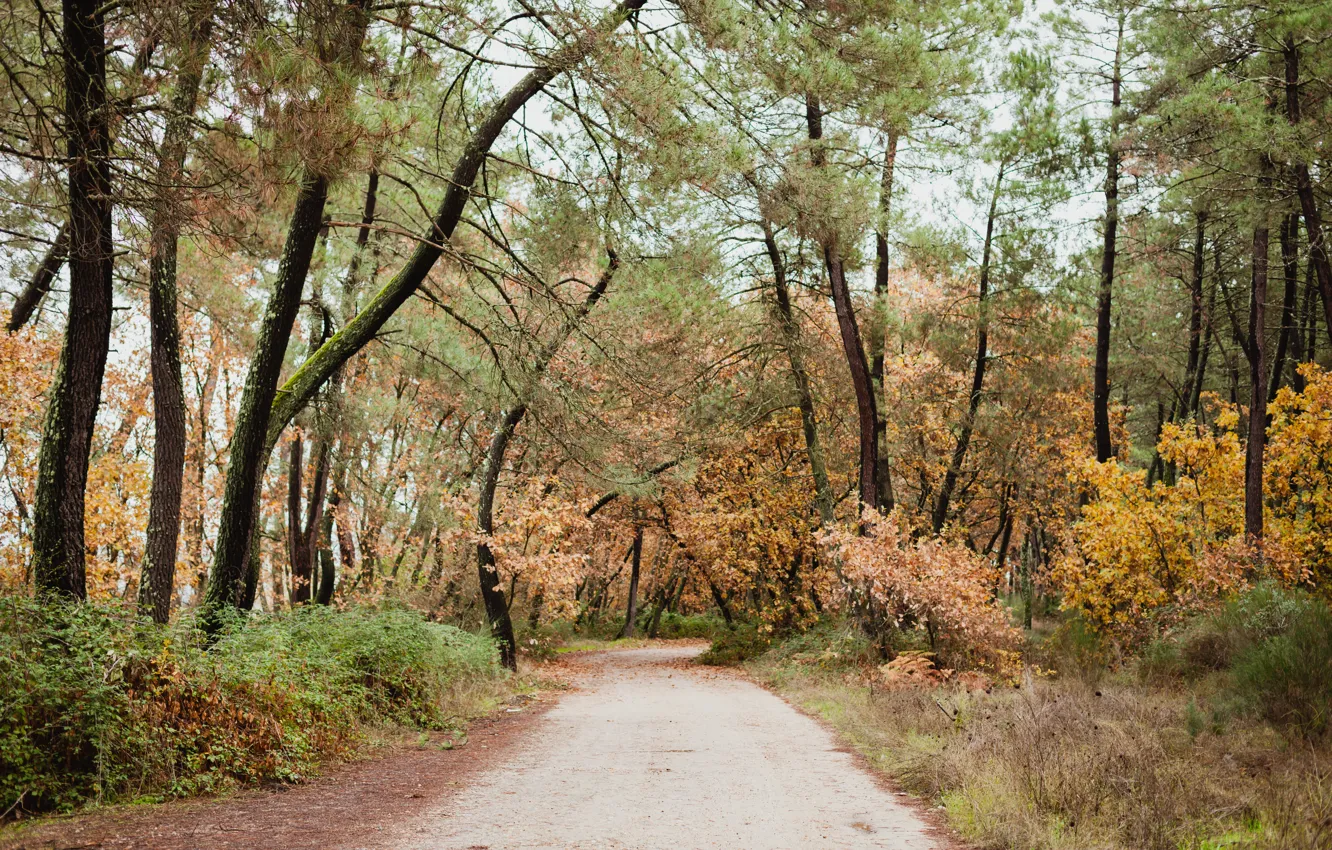 Photo wallpaper autumn, forest, leaves, trees, Park, colorful, forest, landscape