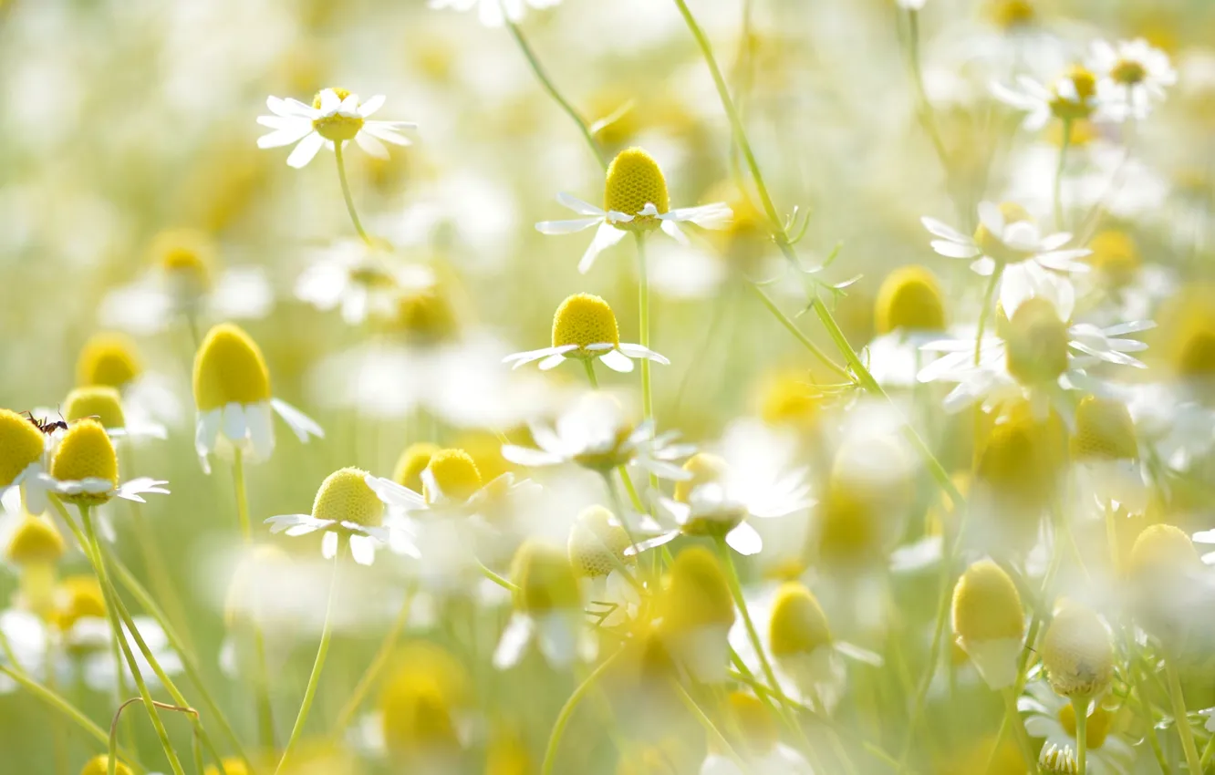 Photo wallpaper field, light, petals, Daisy, stem, meadow