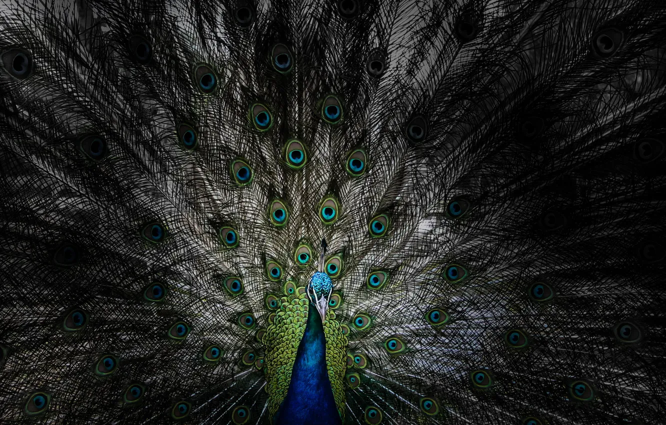 Photo wallpaper nature, bird, peacock
