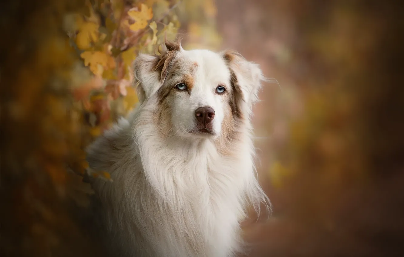 Photo wallpaper nature, each, dog