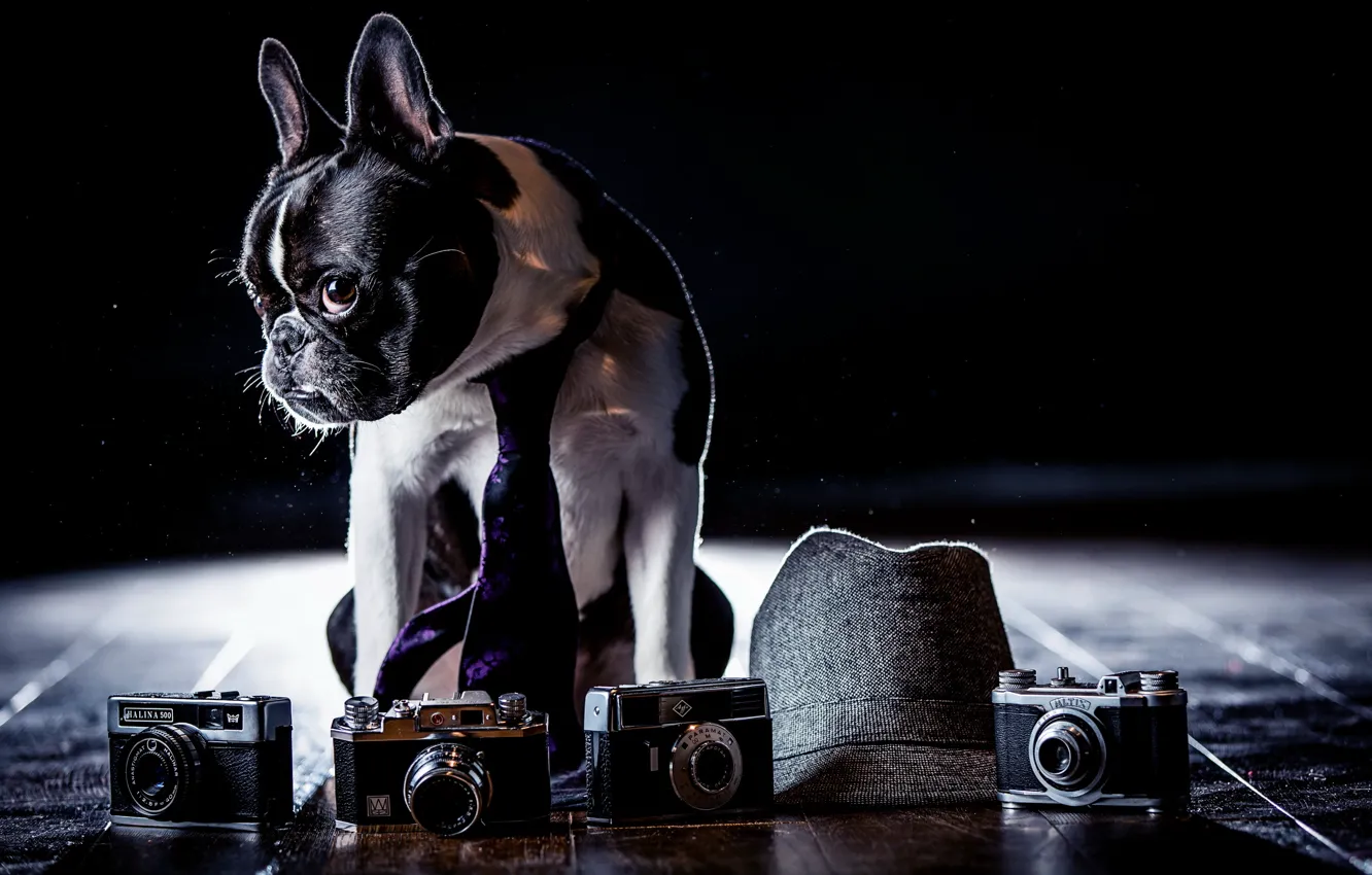 Photo wallpaper background, dog, cameras