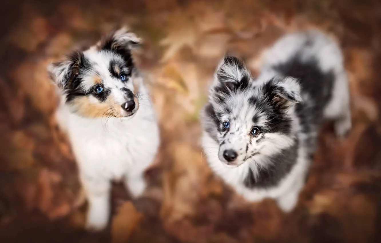 Photo wallpaper dogs, look, puppies, bokeh, faces
