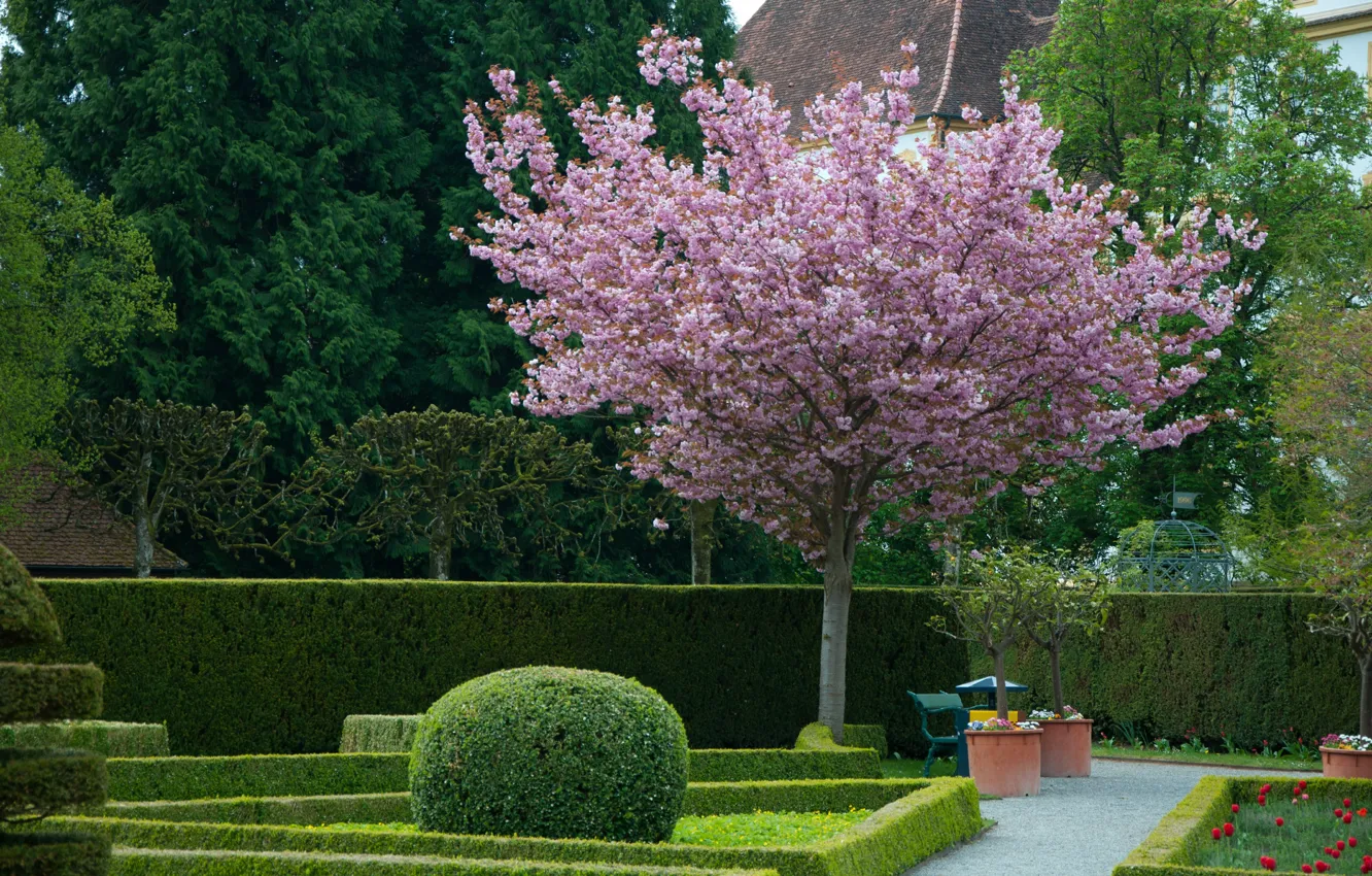 Photo wallpaper trees, Park, spring, flowering, park, tree, spring, Flowering