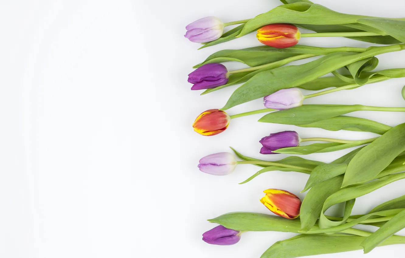 Photo wallpaper flowers, colorful, tulips, flowers, beautiful, tulips, spring, purple