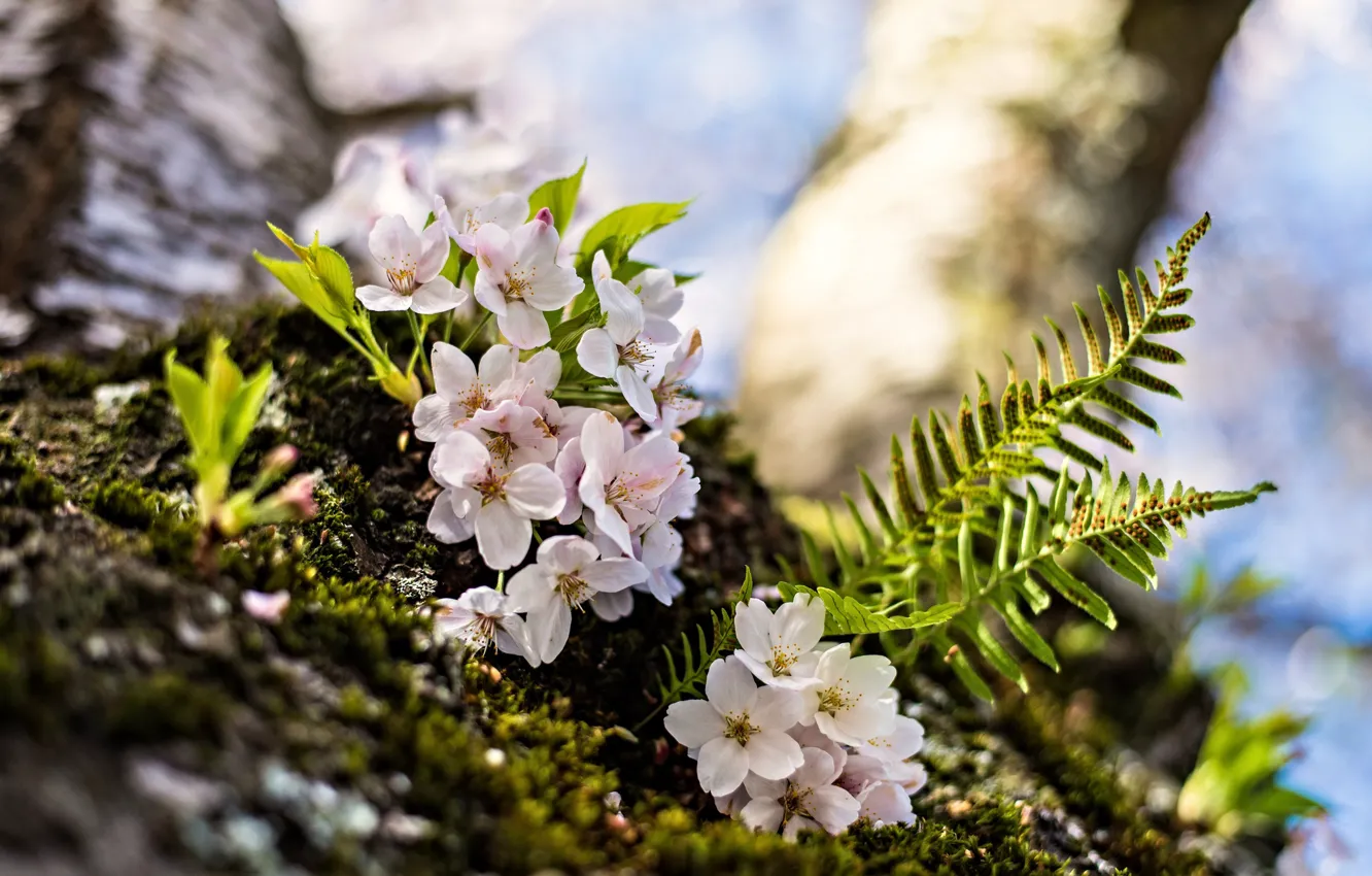 Photo wallpaper macro, flowers, cherry, spring, fern, flowering