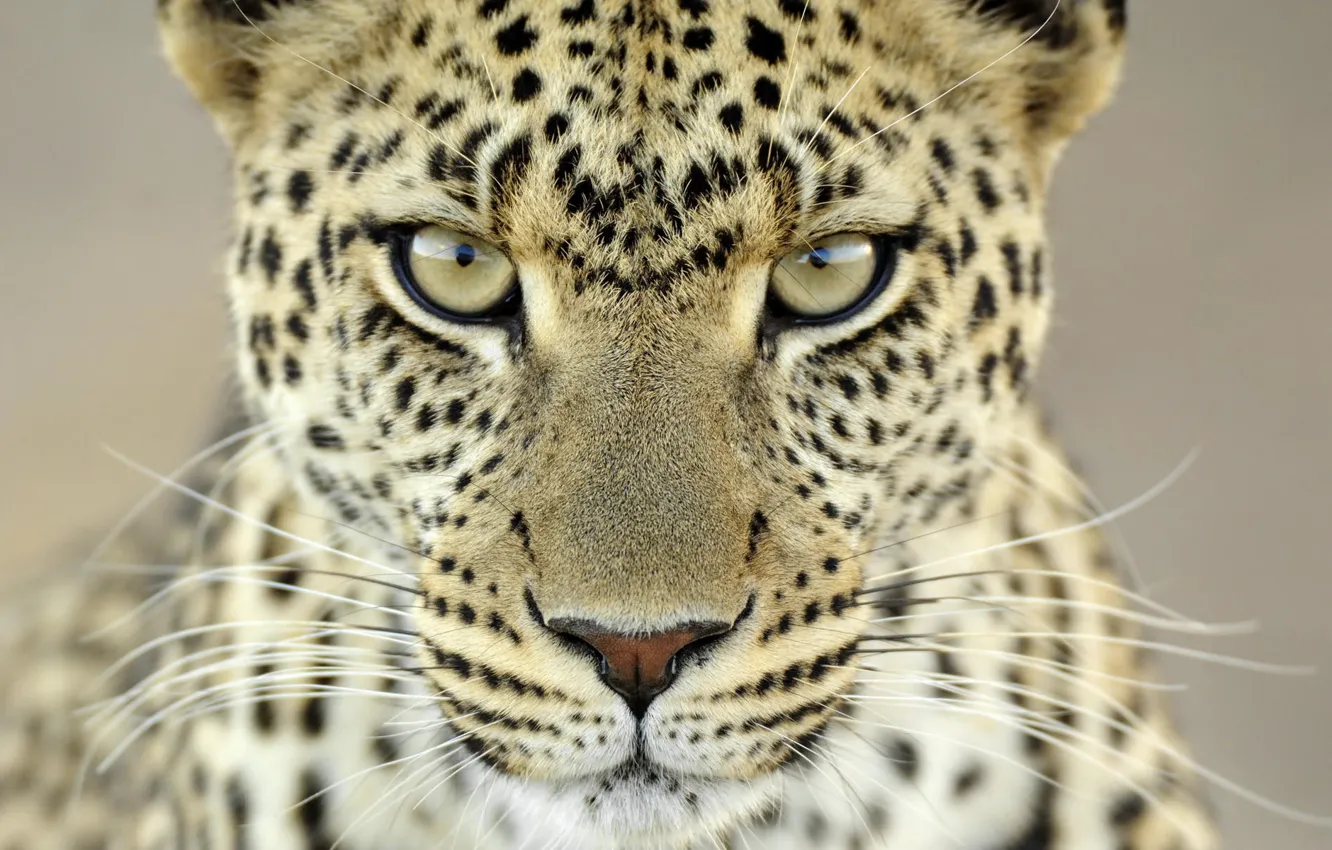 Photo wallpaper mustache, look, 153, spot, leopard