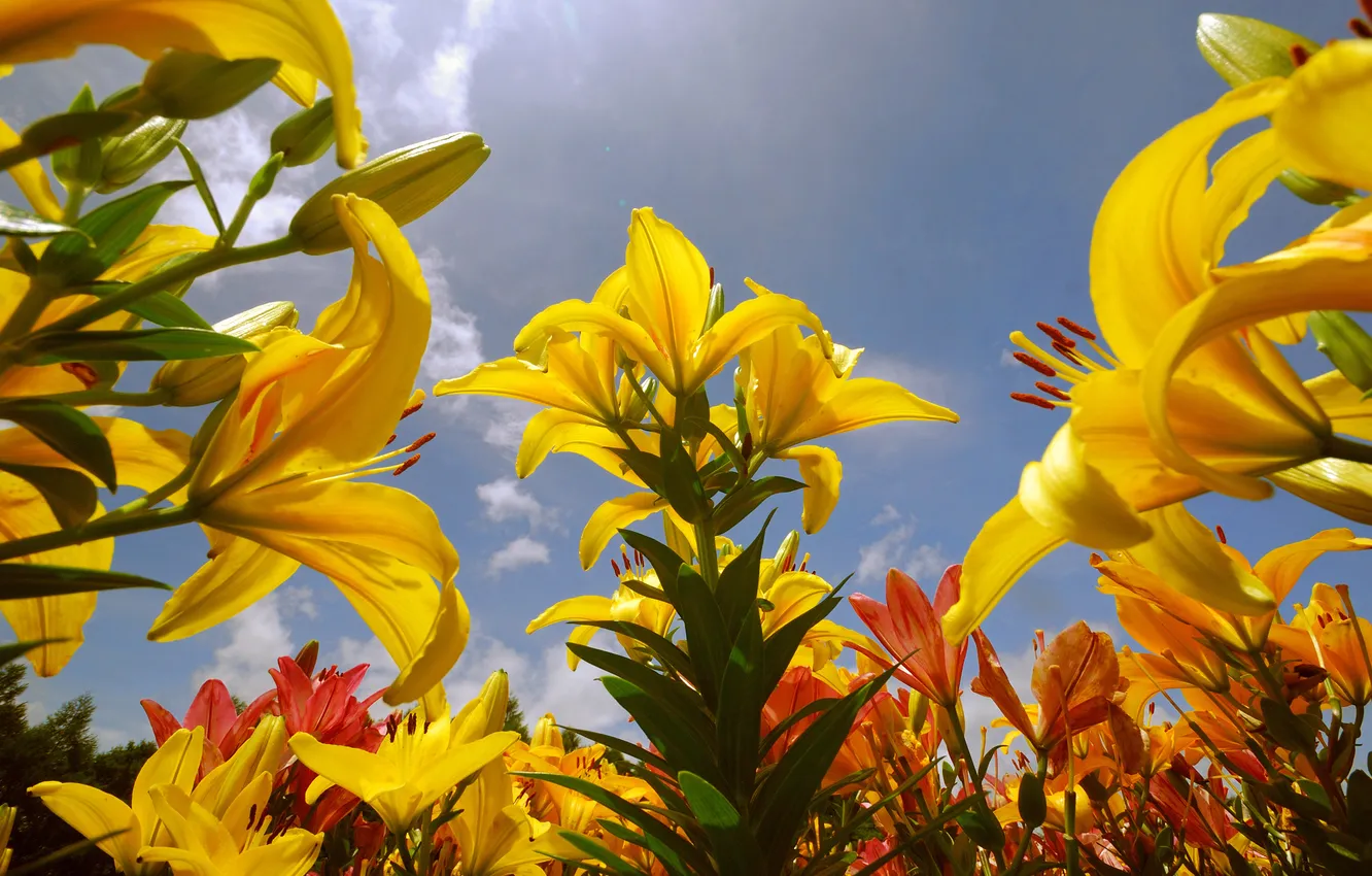 Photo wallpaper flowers, yellow, A New Beginning
