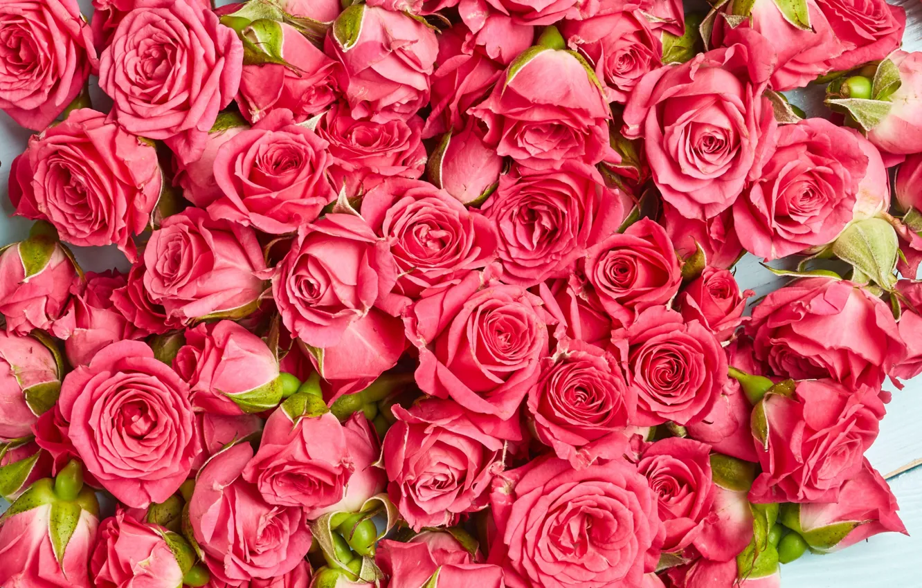 Photo wallpaper flowers, roses, pink, buds, wood, pink, flowers, roses
