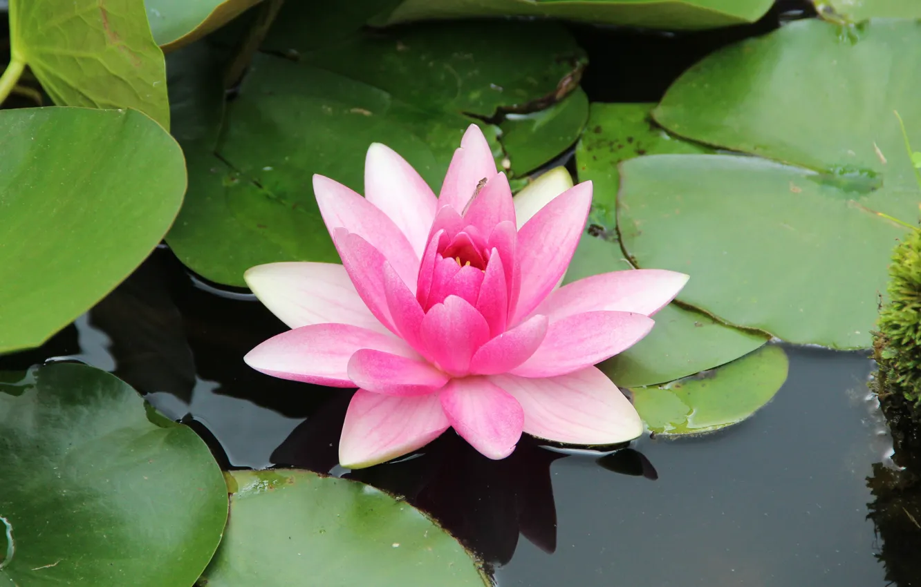 Photo wallpaper green, flower, water, water Lily