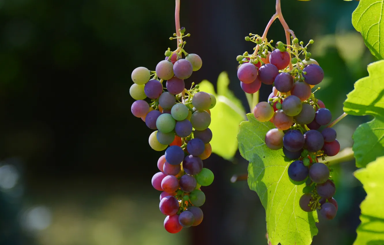 Photo wallpaper grapes, fruits, Vineyard