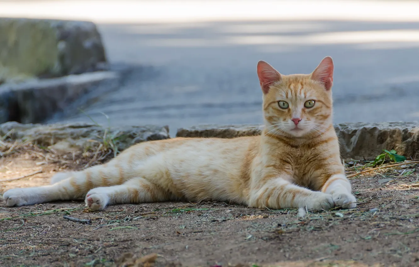 Photo wallpaper cat, cat, look, nature, pose, stones, shore, paws
