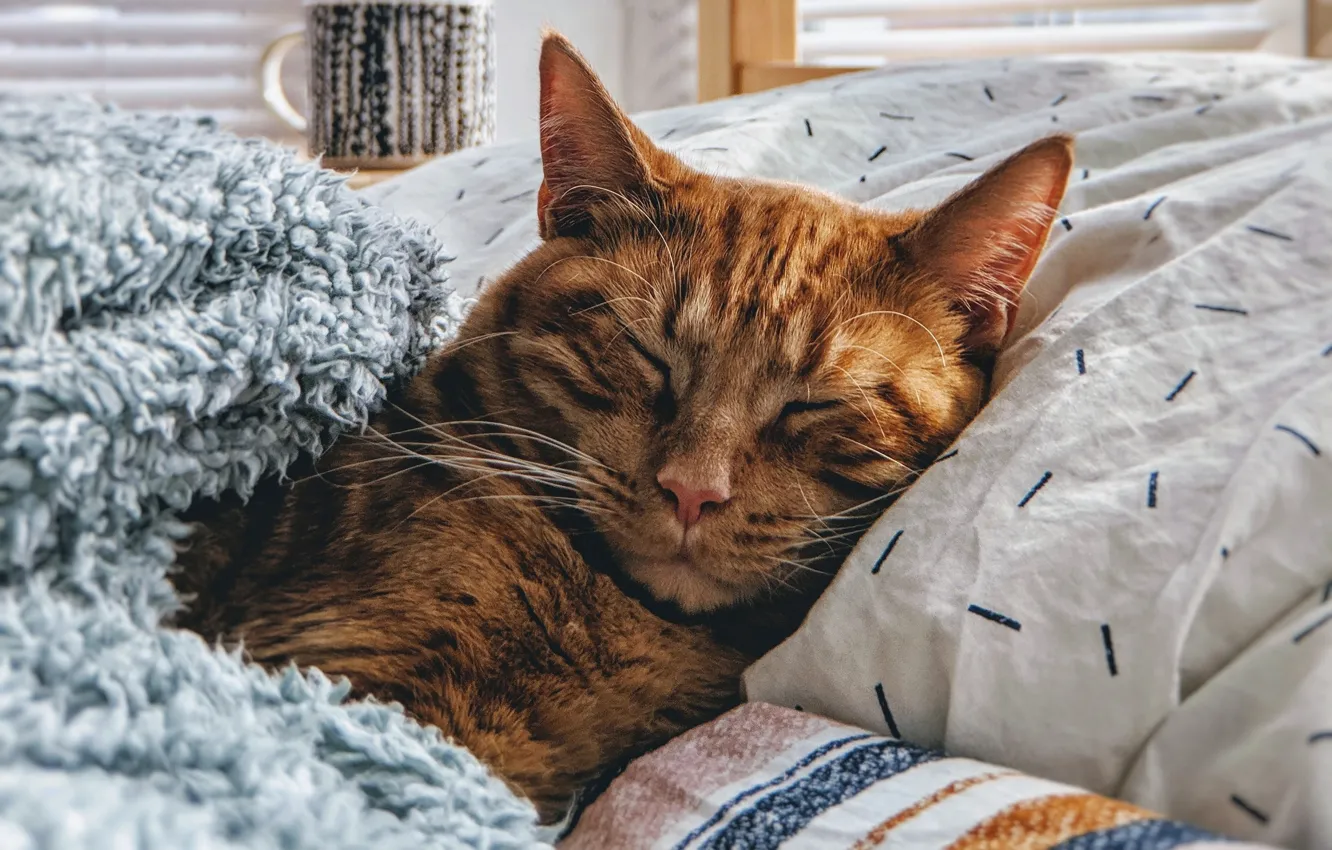 Photo wallpaper cat, bed, sleeping, red