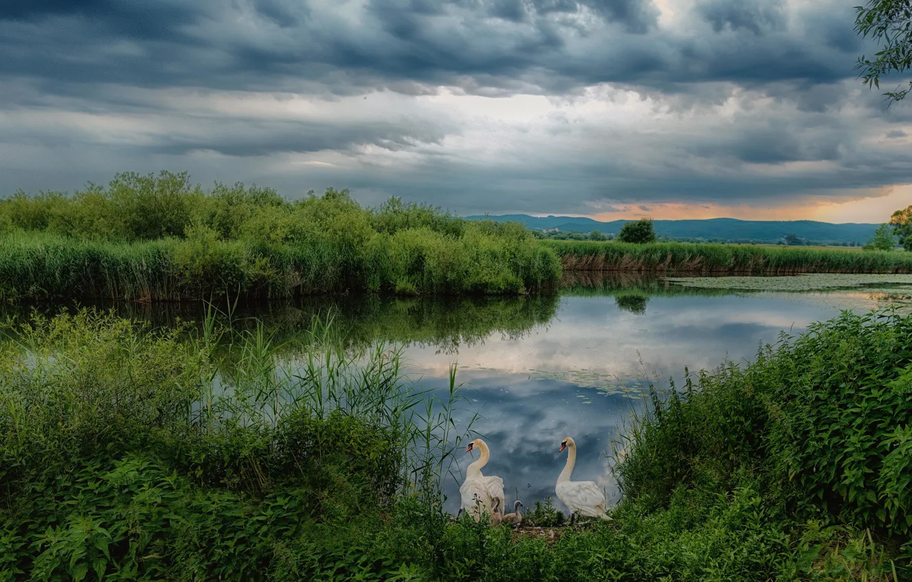 Photo wallpaper grass, clouds, lake, pond, thickets, shore, panorama, swans