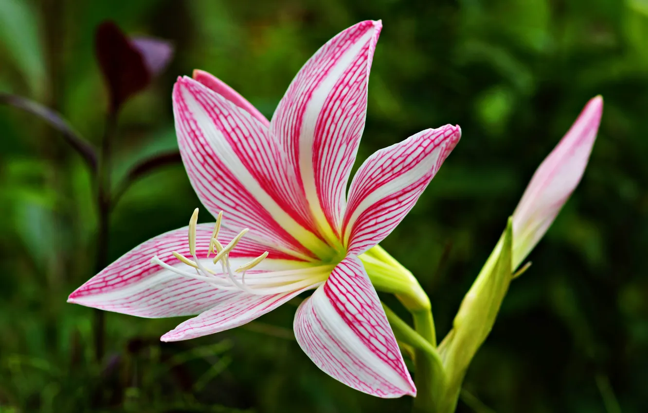 Photo wallpaper Lily, Lily, Pink Lily, Pink Lily