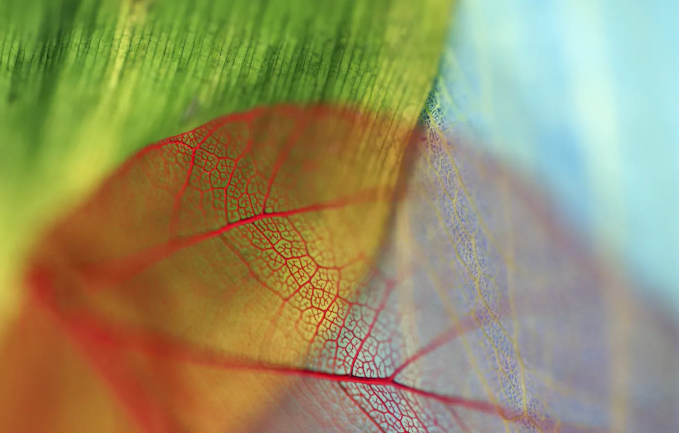 Photo wallpaper leaves, red, green, blue, veins, bokeh