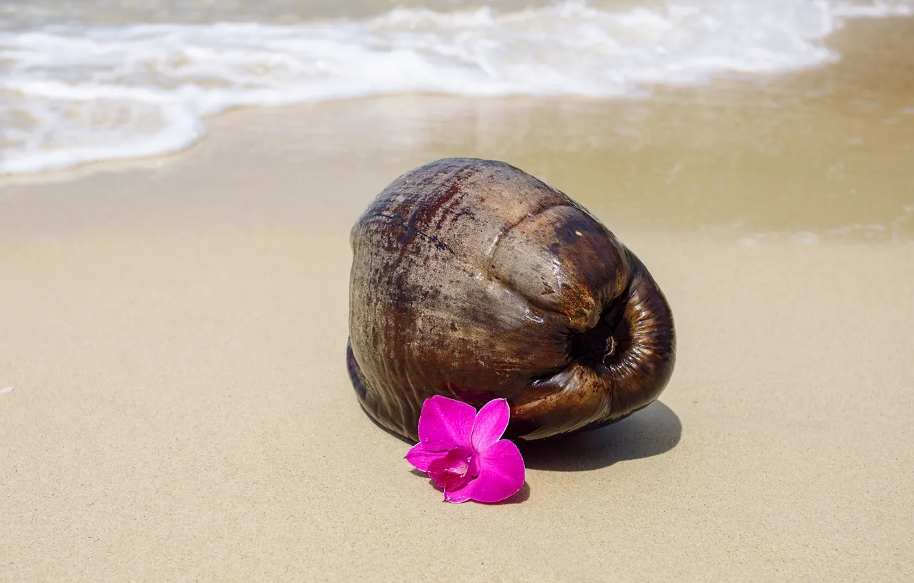 Photo wallpaper sea, flowers, shore, shell, Orchid, List