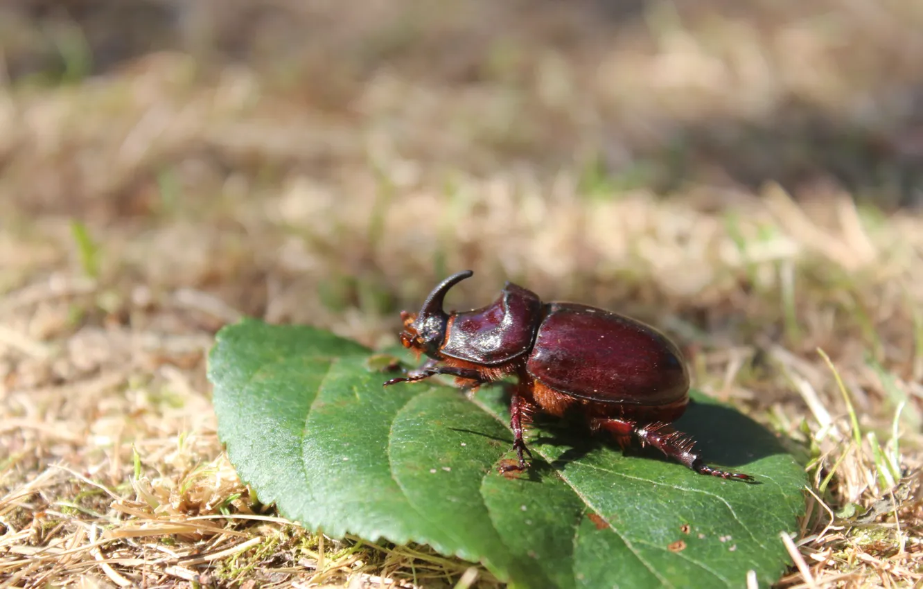 Photo wallpaper grass, leaves, beetle, insect, animal world