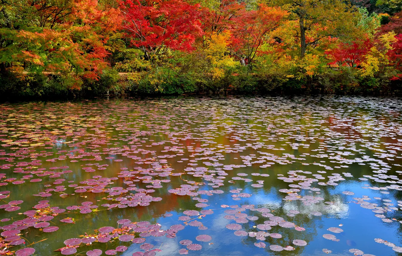 Photo wallpaper autumn, trees, pond, Park, path