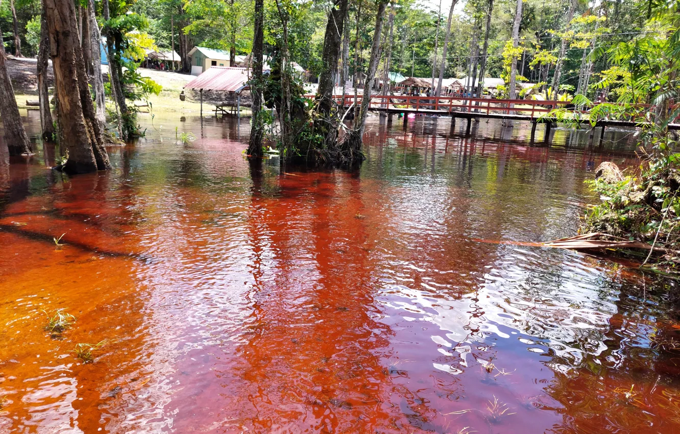 Photo wallpaper Nature in Suriname, Forest Suriname, Owos Suriname, Dark springwater rainforest Suriname