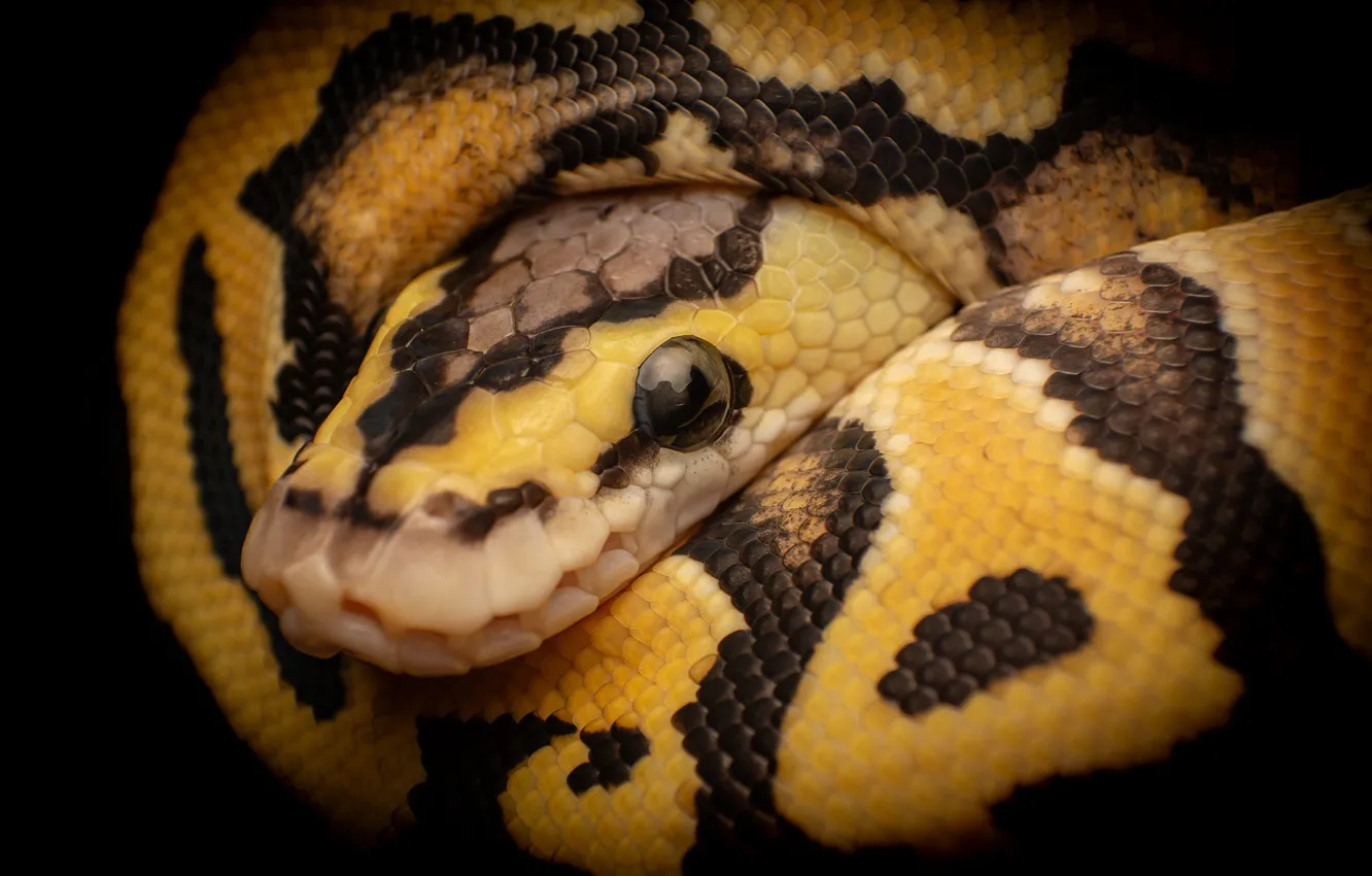 Photo wallpaper yellow, snake, head, Python