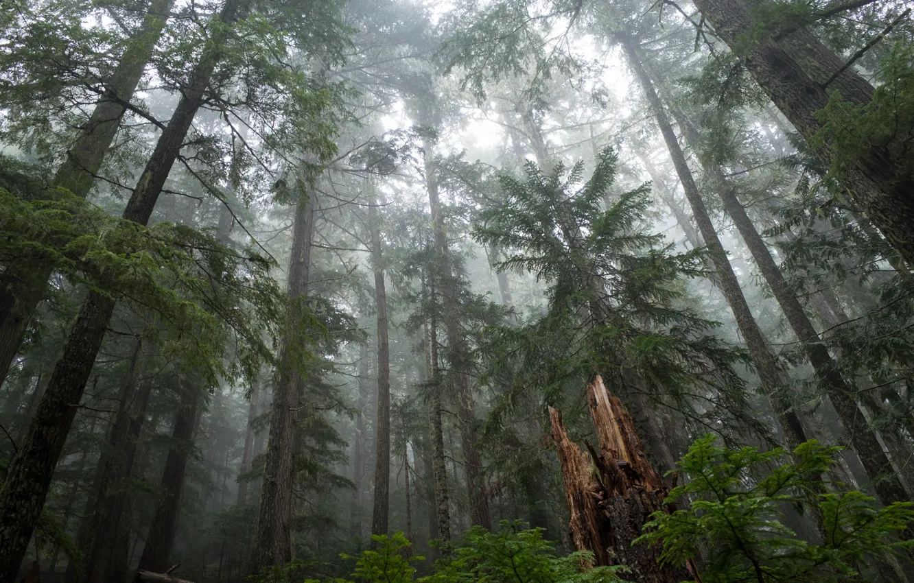 Photo wallpaper forest, trees, nature, fog