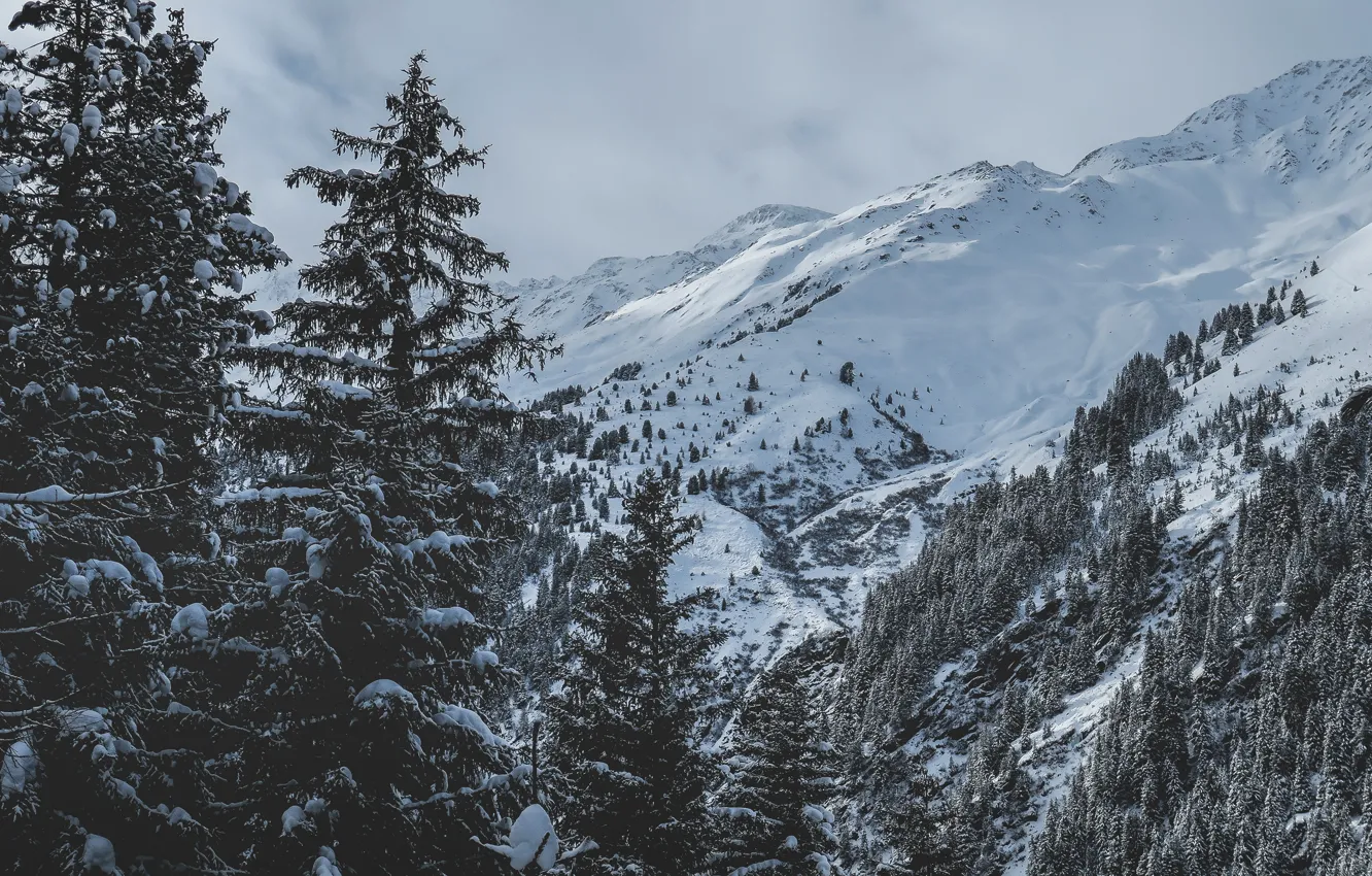 Photo wallpaper winter, forest, the sky, clouds, snow, trees, mountains, nature