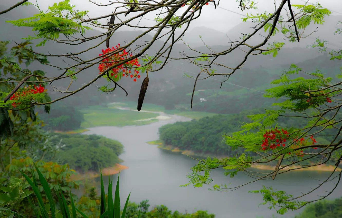 Photo wallpaper flowers, mountains, fog, river, tree, island, branch, Puerto Rico