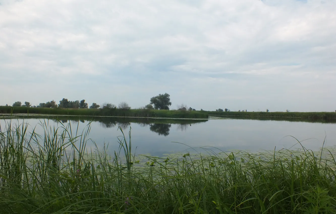 Photo wallpaper greens, grass, trees, reflection, reed, the bushes, Volga, water lilies