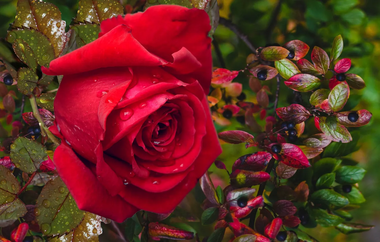 Photo wallpaper autumn, berries, roses, mood gift