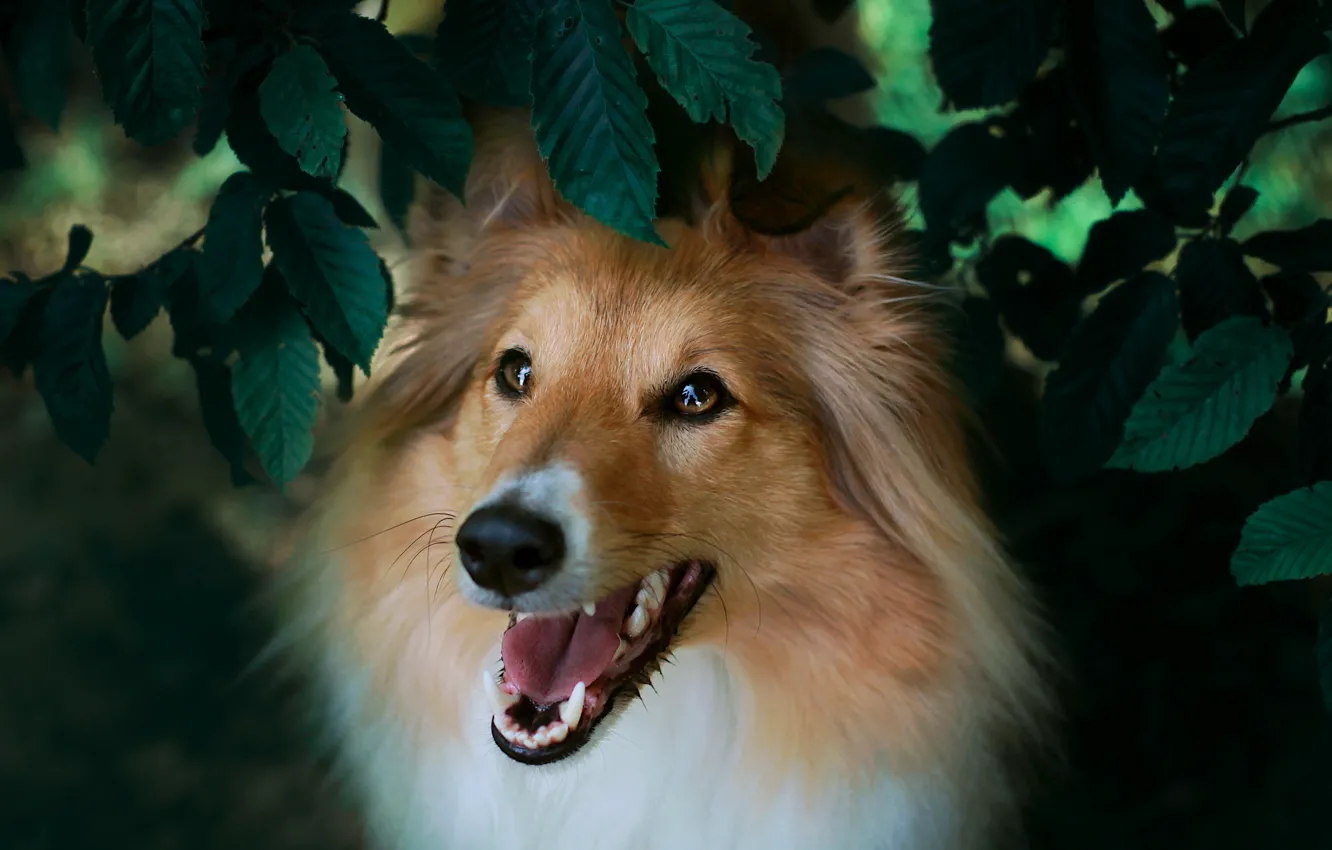 Photo wallpaper look, leaves, portrait, dog, face, collie, Sheltie