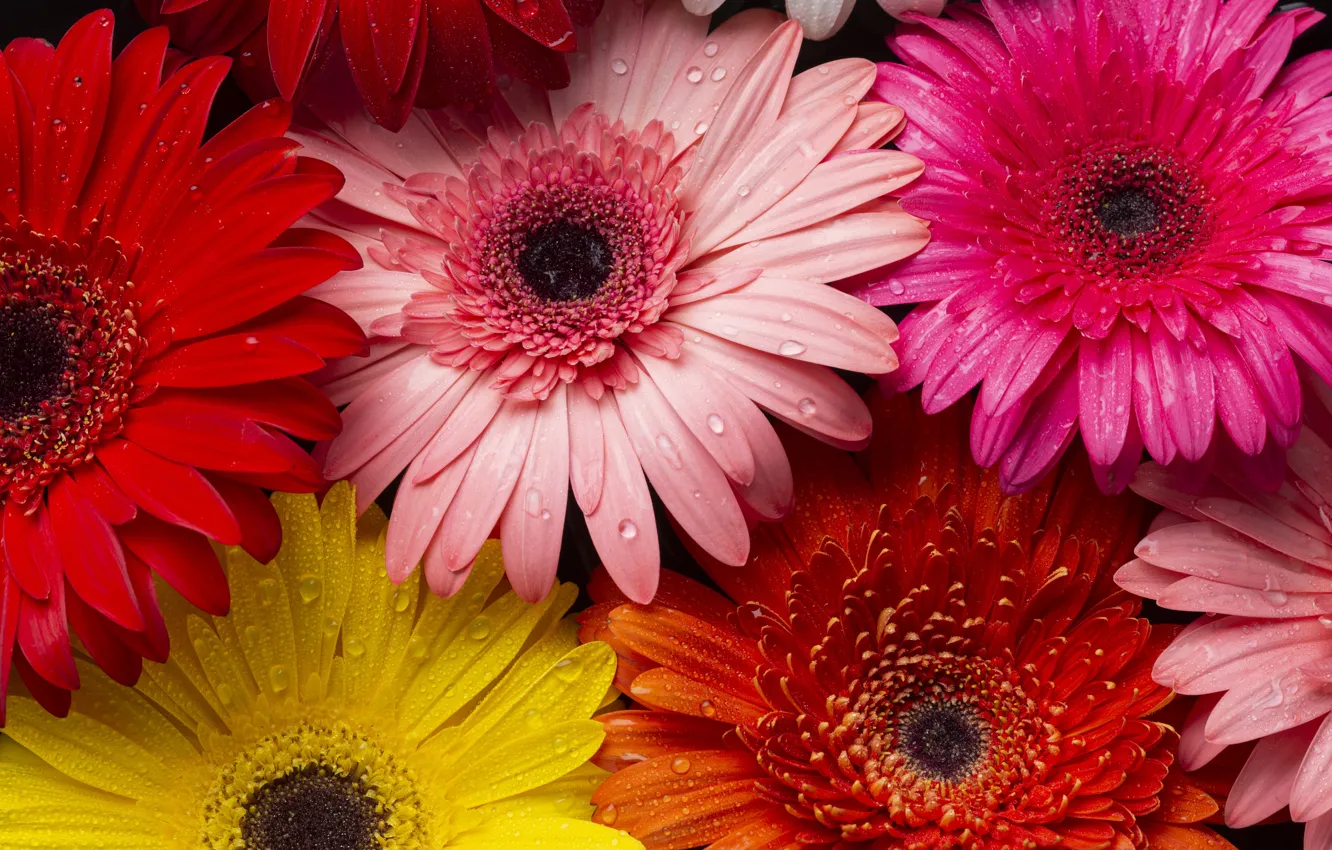 Photo wallpaper flowers, bouquet, gerbera