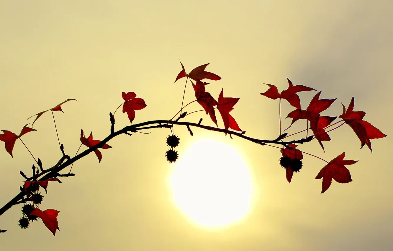 Photo wallpaper leaves, the sun, Branch