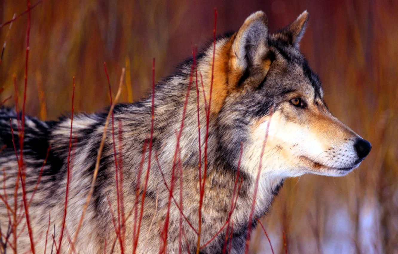 Photo wallpaper grass, snow, wolf, rods