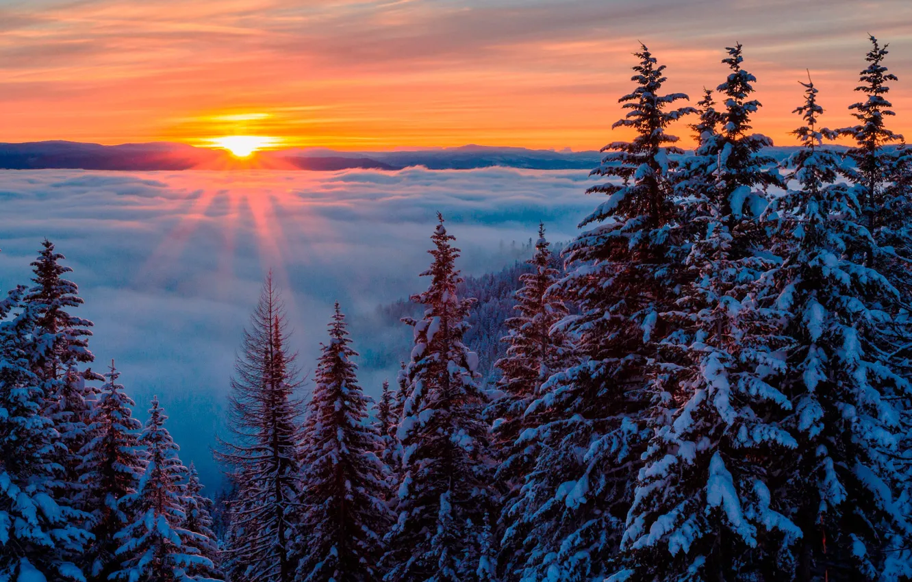 Photo wallpaper winter, forest, the sky, the sun, clouds, snow, trees, fog