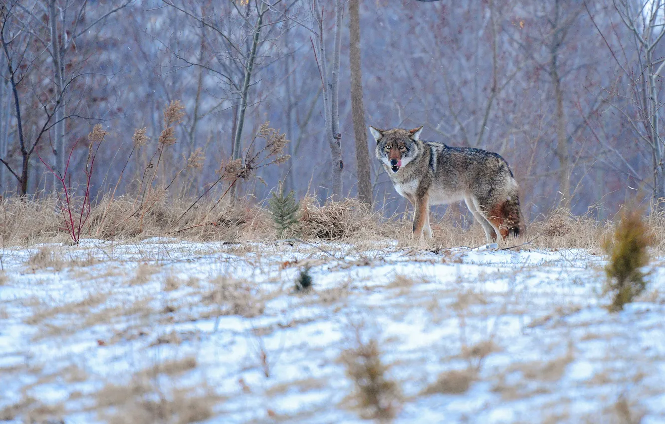Photo wallpaper winter, forest, language, look, snow, trees, branches, nature
