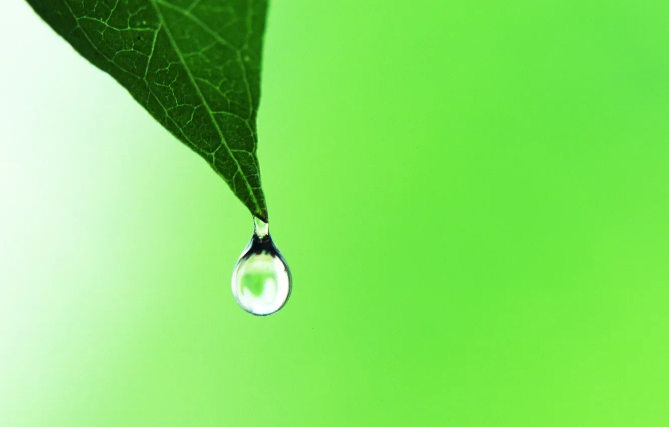 Photo wallpaper summer, leaves, green, leaves