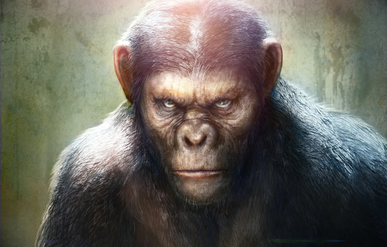 Photo wallpaper monkey, Rise of the Planet of the Apes, Rise of the planet of the apes, …