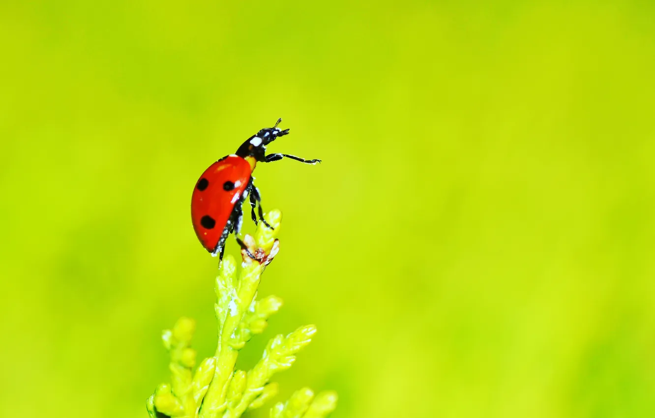 Photo wallpaper nature, plant, ladybug, insect