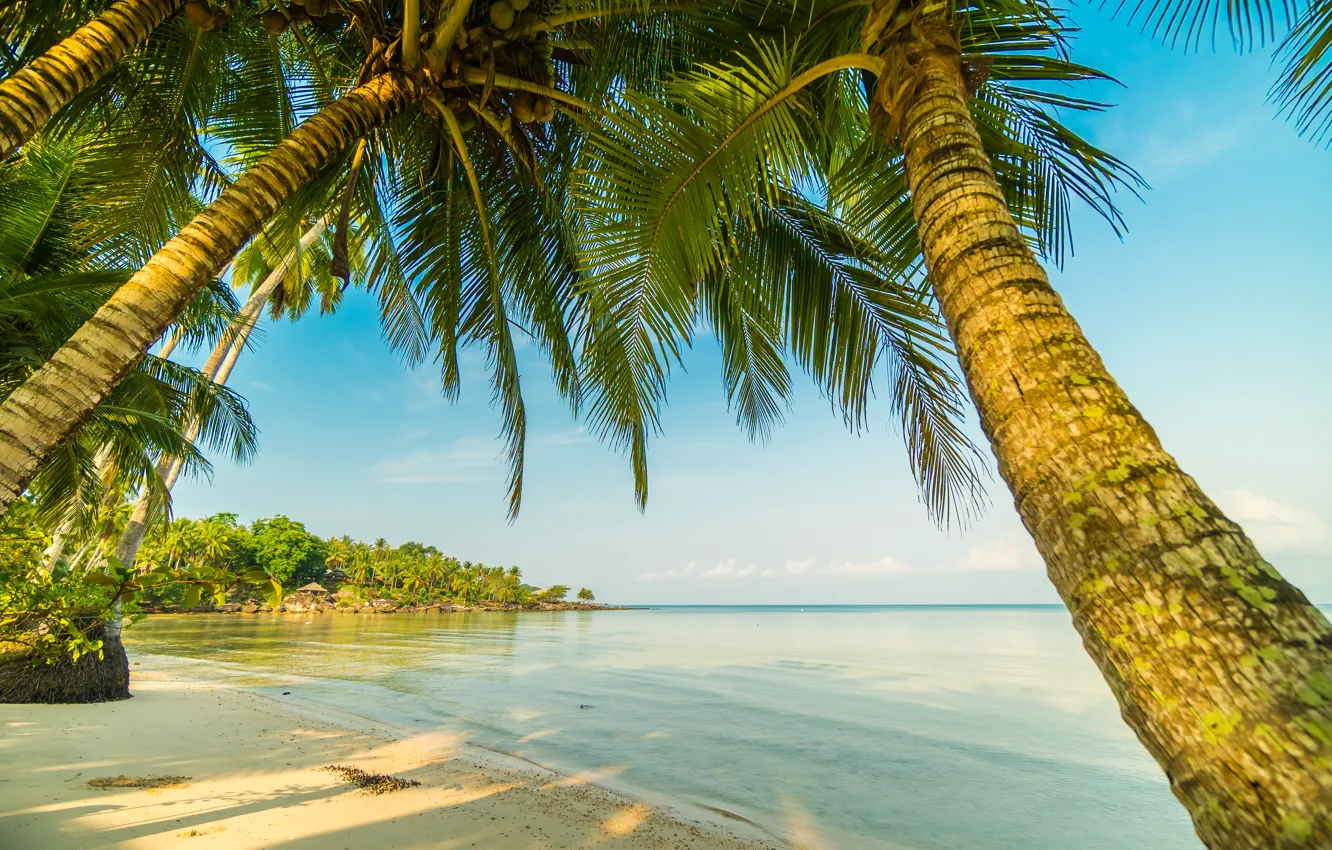 Photo wallpaper sand, sea, wave, beach, summer, palm trees, shore, summer