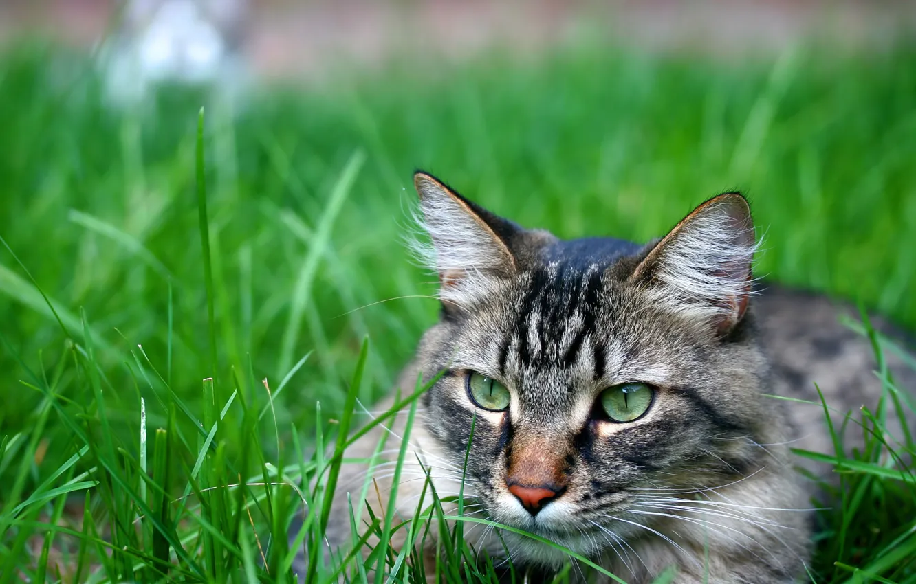 Photo wallpaper cat, grass, cat, macro, kitty, cat