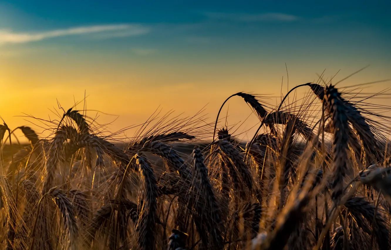 Photo wallpaper summer, the sky, ears