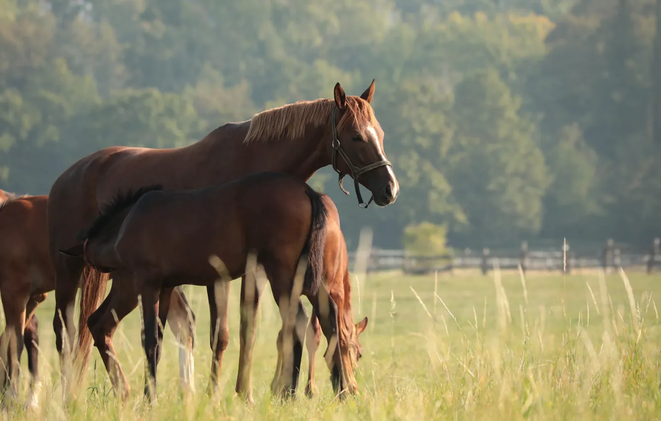 Photo wallpaper field, grass, pose, horse, horse, pasture, mother, foal