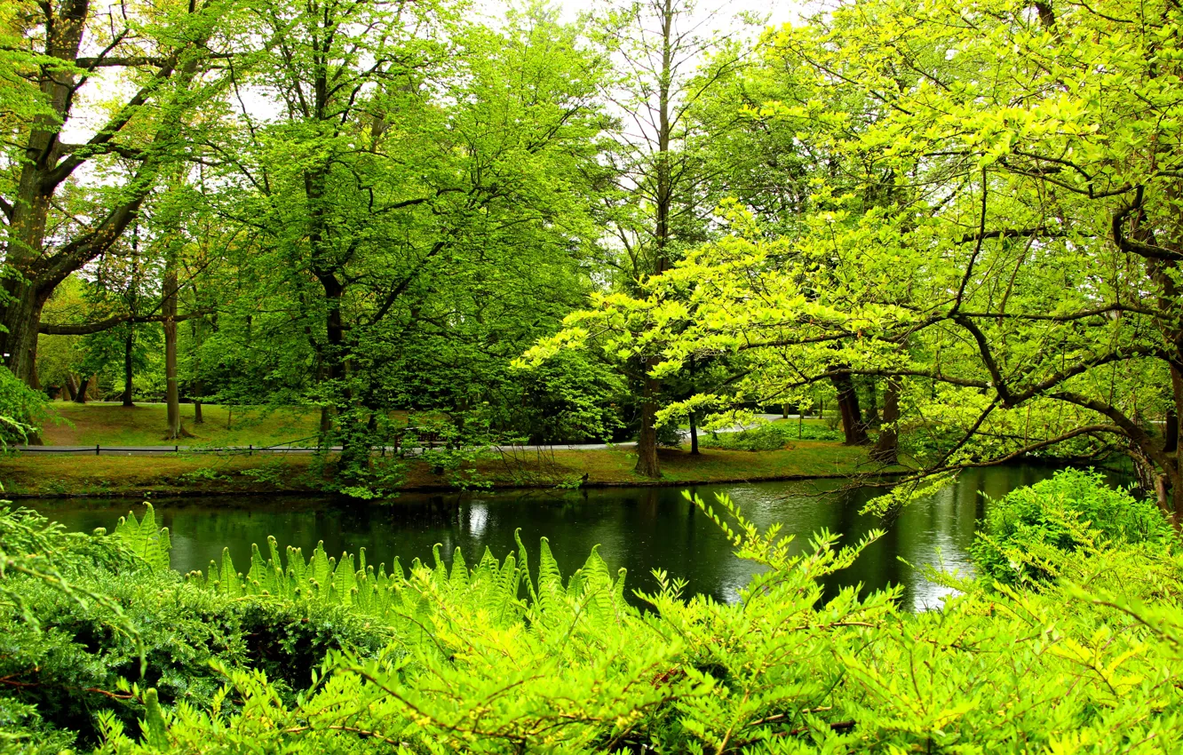 Photo wallpaper green, park, lake, tree