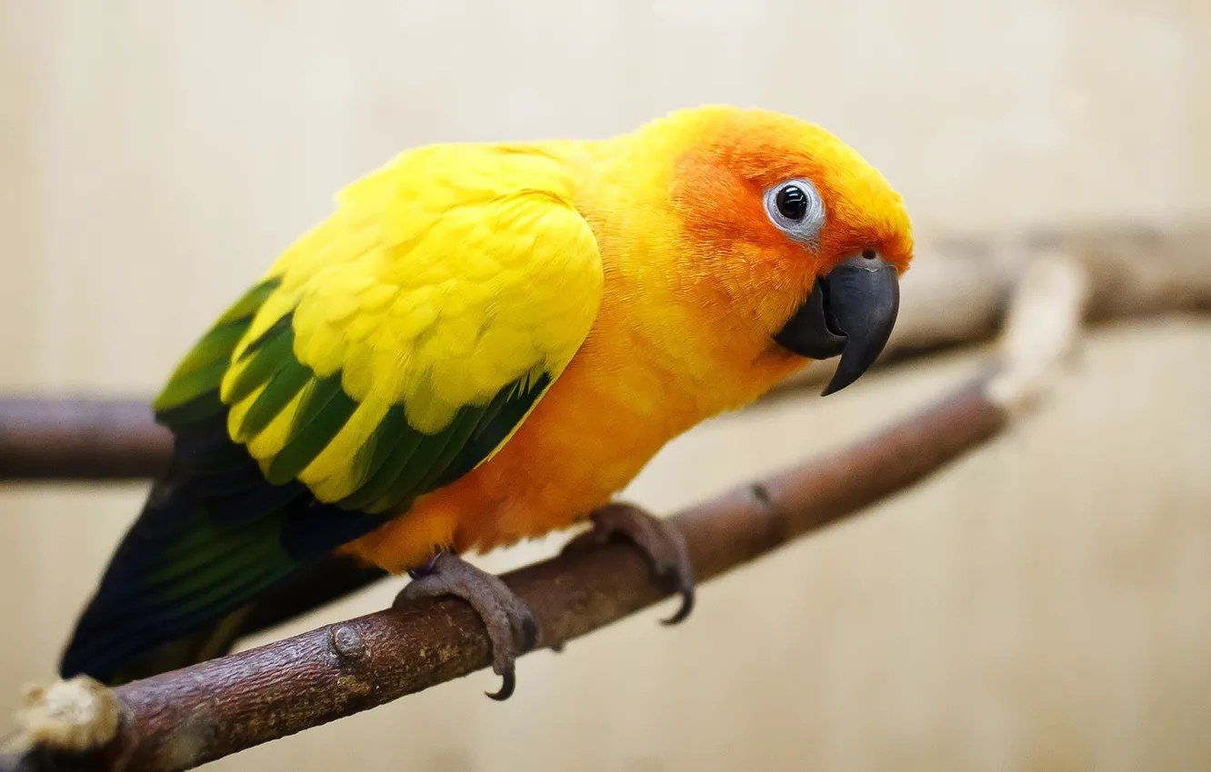 Photo wallpaper eyes, bird, branch, Parrot