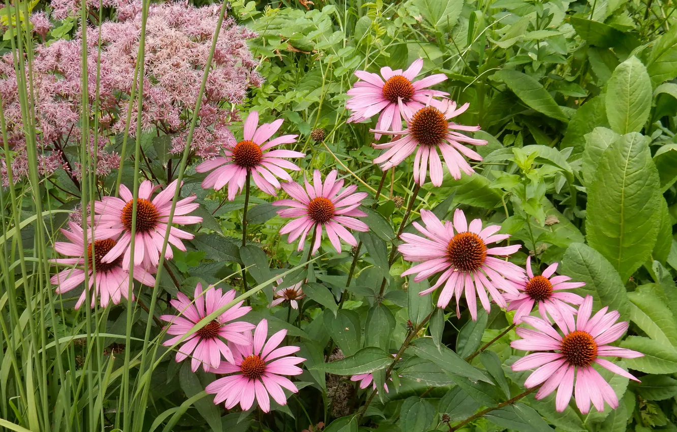 Photo wallpaper grass, flowers, nature, widescreen, plant, wallpaper, widescreen, background