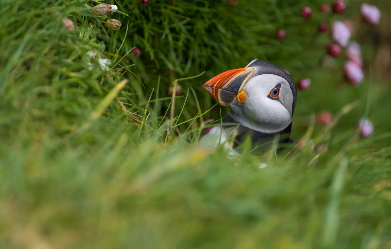 Photo wallpaper grass, look, bird, stalled